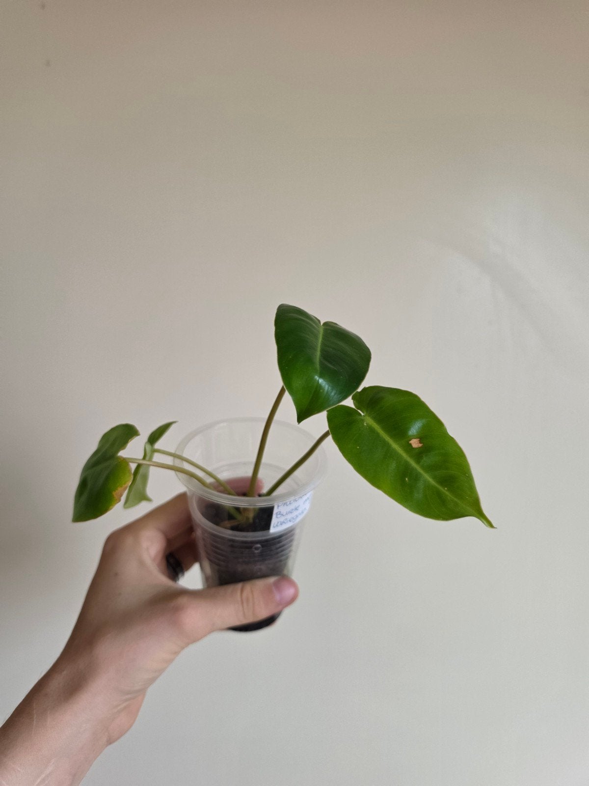 Philodendron Burle Marx Variegated, Huis en Inrichting, Kamerplanten, Ophalen of Verzenden, Halfschaduw, Minder dan 100 cm