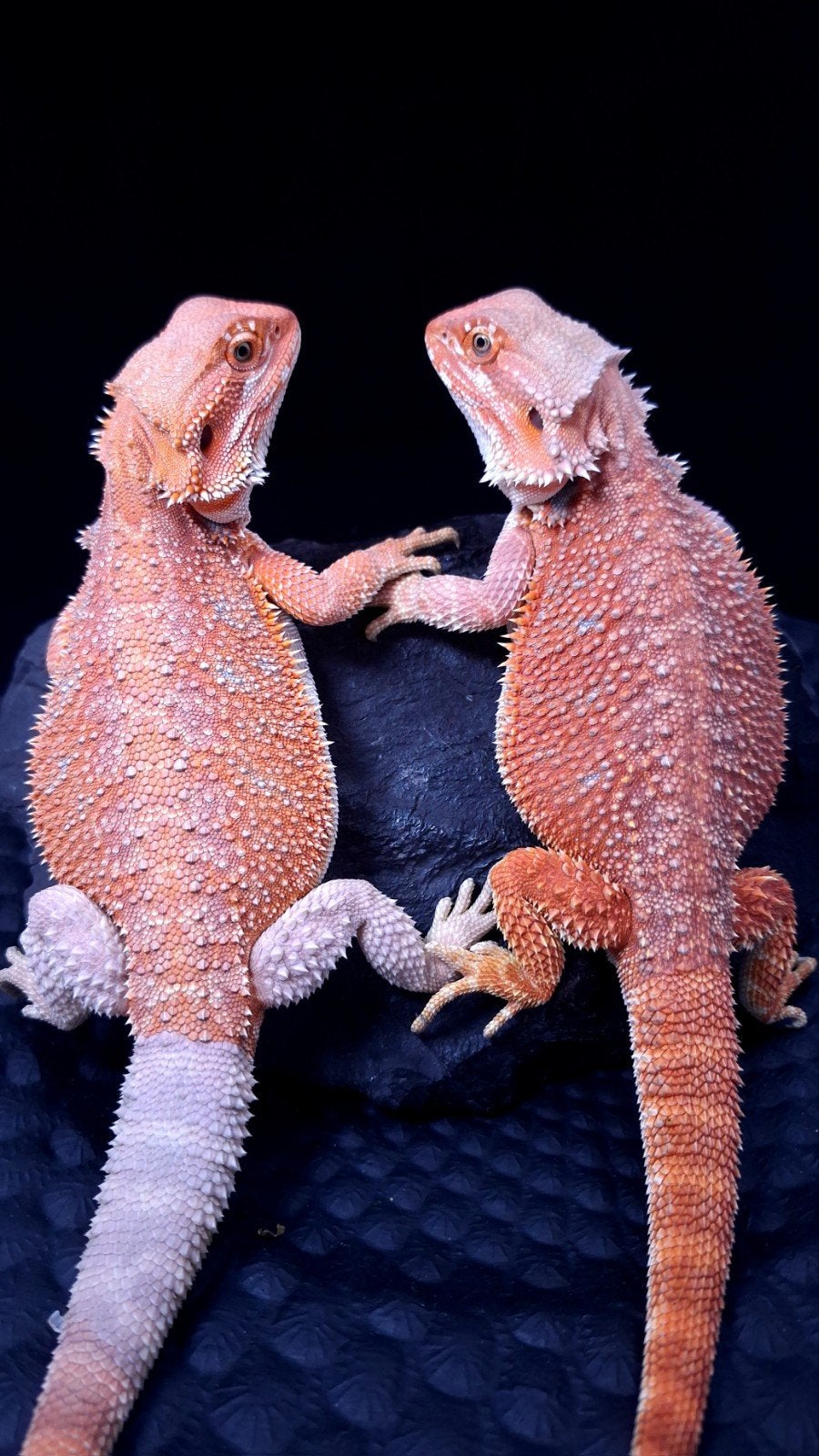 50% Red Monster Hypo het. Translucent Baardagaam man, Dieren en Toebehoren, Hagedis, 0 tot 2 jaar
