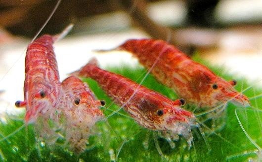 vuurgarnalen, Dieren en Toebehoren, Kreeft, Krab of Garnaal, Zoetwatervis