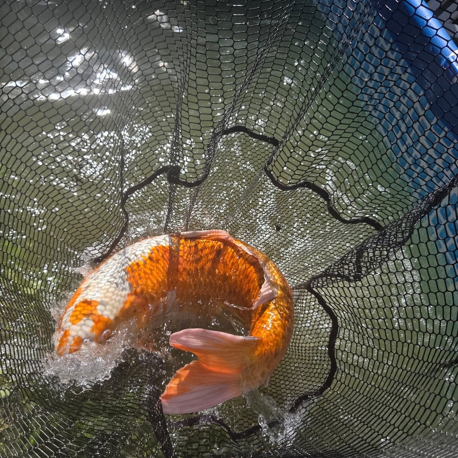 2x 70 cm koi karpers, Vis