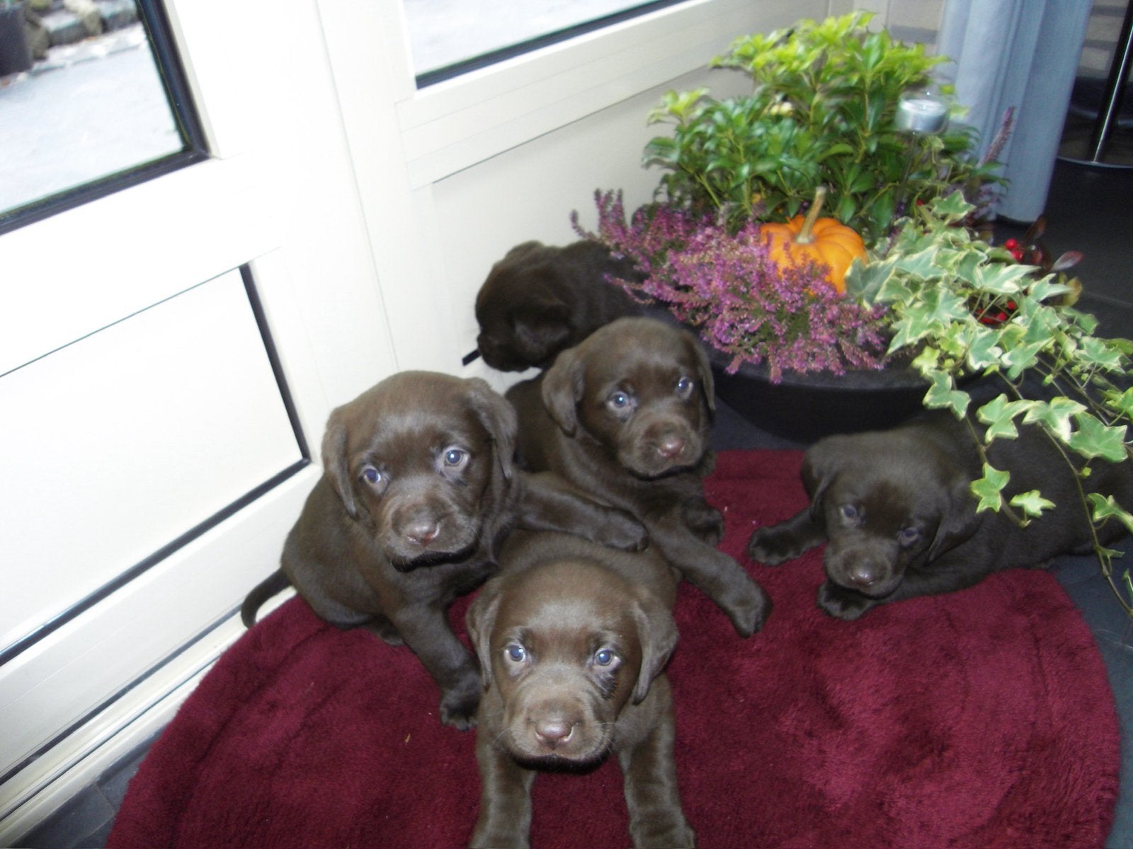 Labrador pups van zeer goede afstamming met stamboom, Dieren en Toebehoren, Honden | Retrievers, Spaniëls en Waterhonden, Parvo