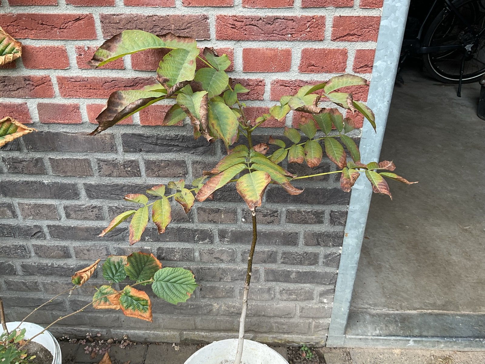 Jonge Walnootboom in pot - Perfect voor uw tuin!, Overige soorten, Lente, 100 tot 250 cm, Ophalen