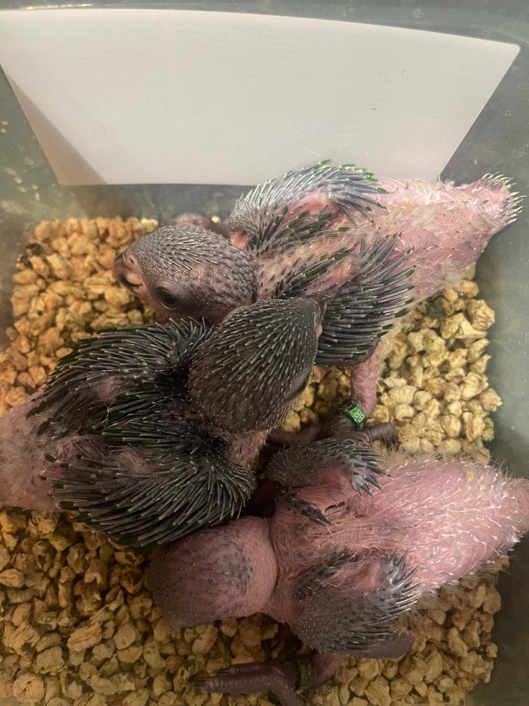 Te reserveren tamme zwartkop caiques, Geslacht onbekend, Papegaai, Pratend