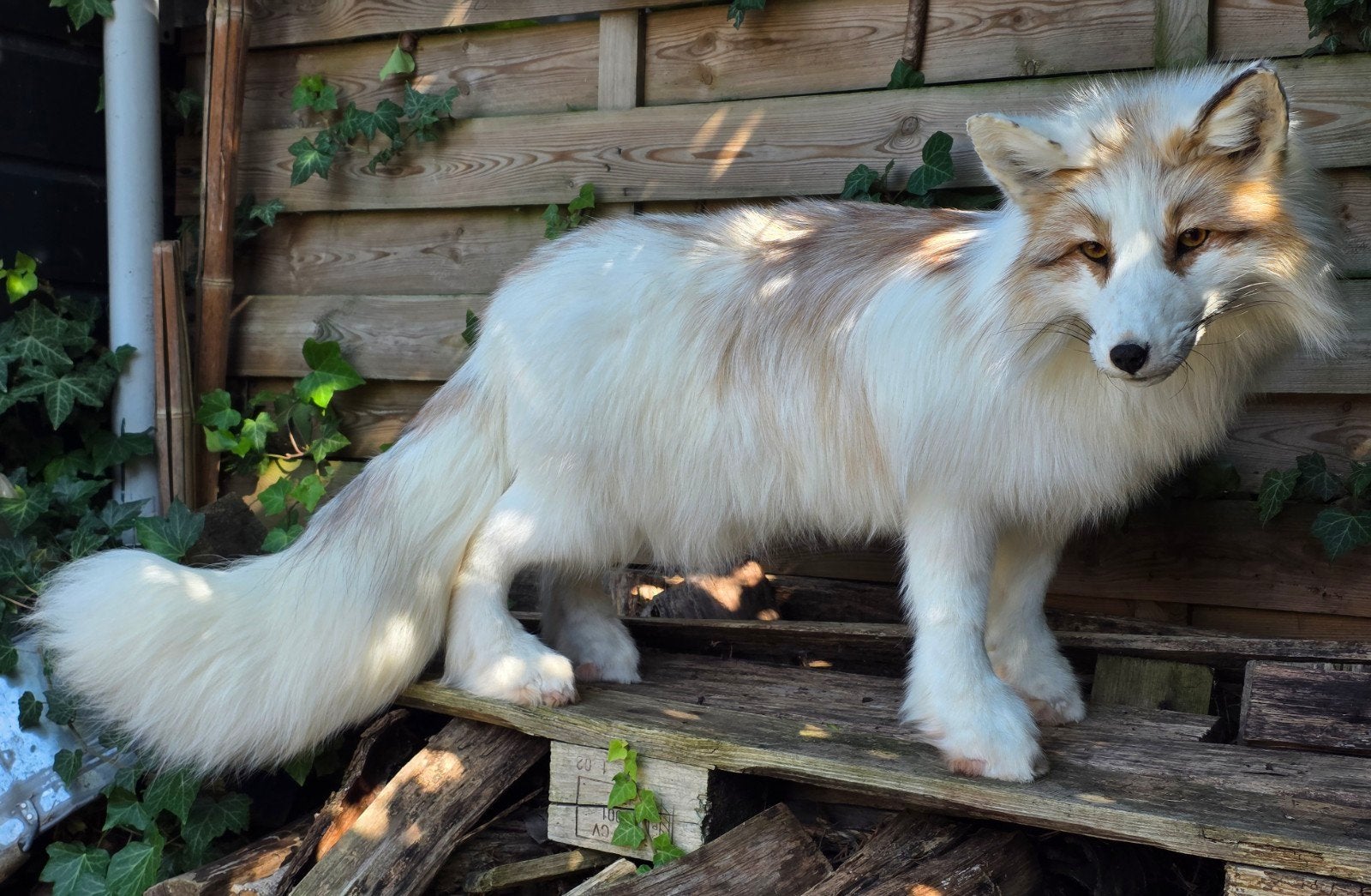 Softmount taxidermie vos, Ophalen of Verzenden, Nieuw, Wild dier, Opgezet dier