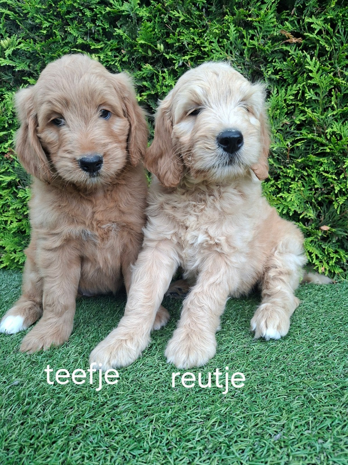 .Zeer mooie speelse goldendoodle F2., Parvo, Overige rassen, 8 tot 15 weken, Meerdere