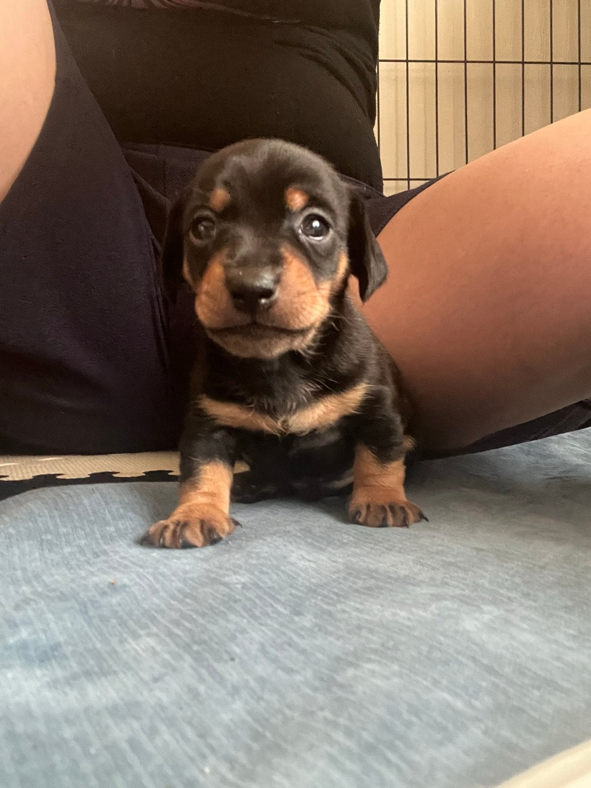 Teckel pup reutje, Reu, 8 tot 15 weken, Korthaar, Dwerg