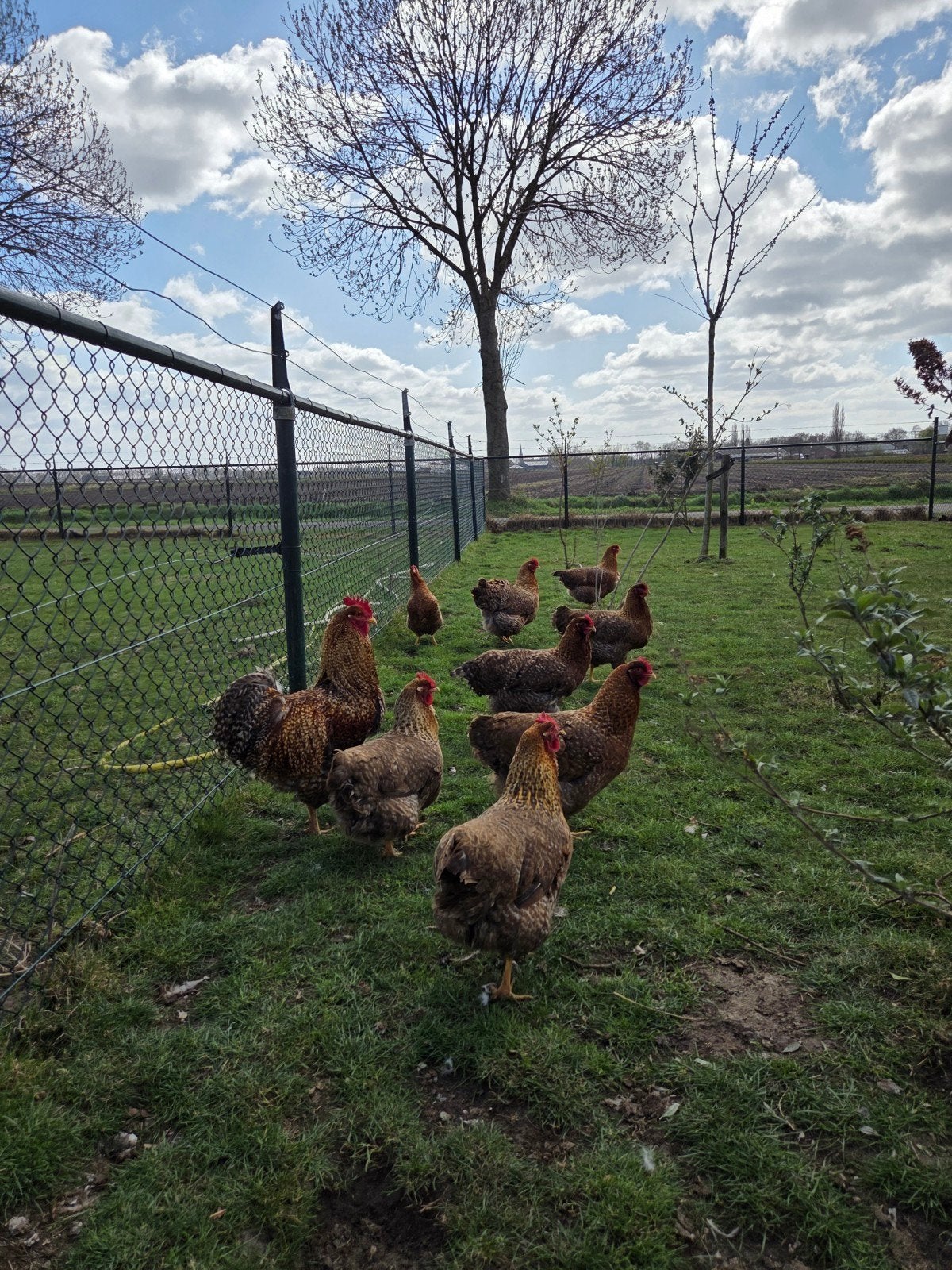 4 Bielefelder hennen + 2 hanen, Dieren en Toebehoren, Pluimvee, Meerdere dieren, Kip