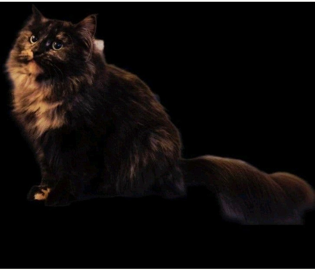 Prachtige maincoon poes, Dieren en Toebehoren, Poes, Gechipt