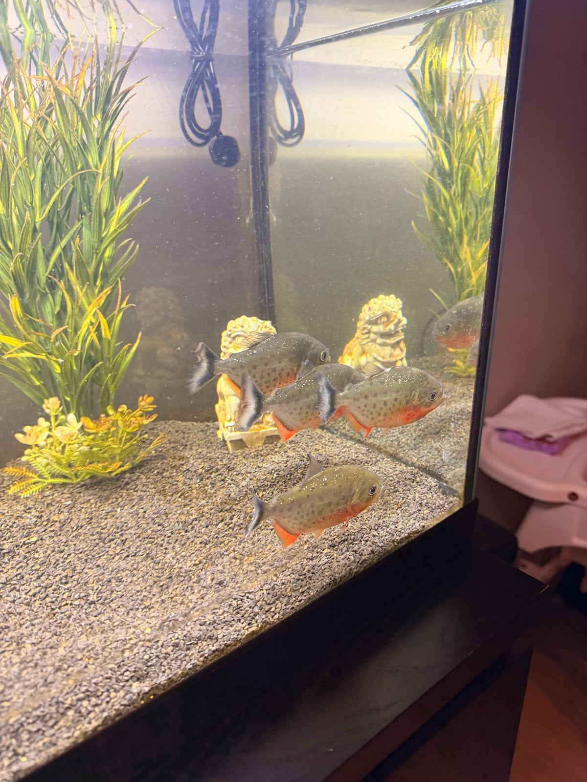 Piranha’s 4 stuks, Dieren en Toebehoren, Zoetwatervis