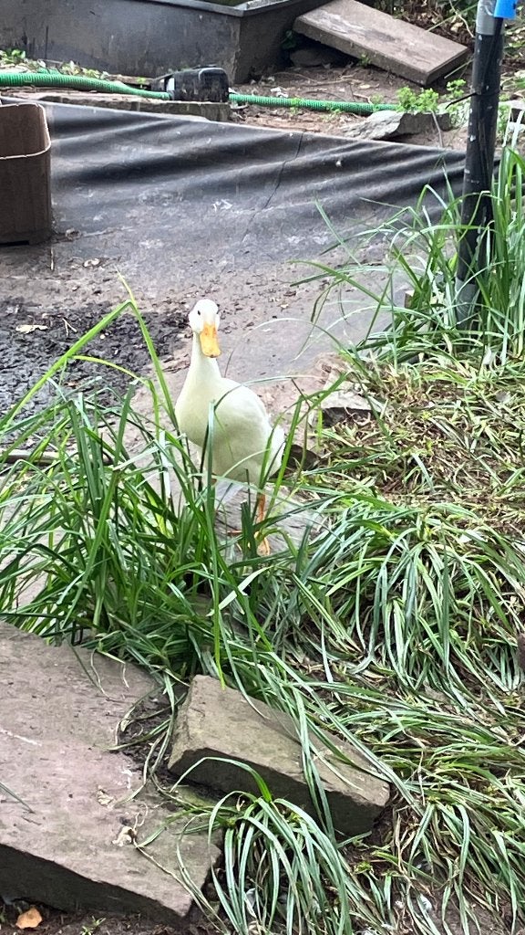 Prachtig koppel witte Indische Loopeenden, Meerdere dieren, Eend