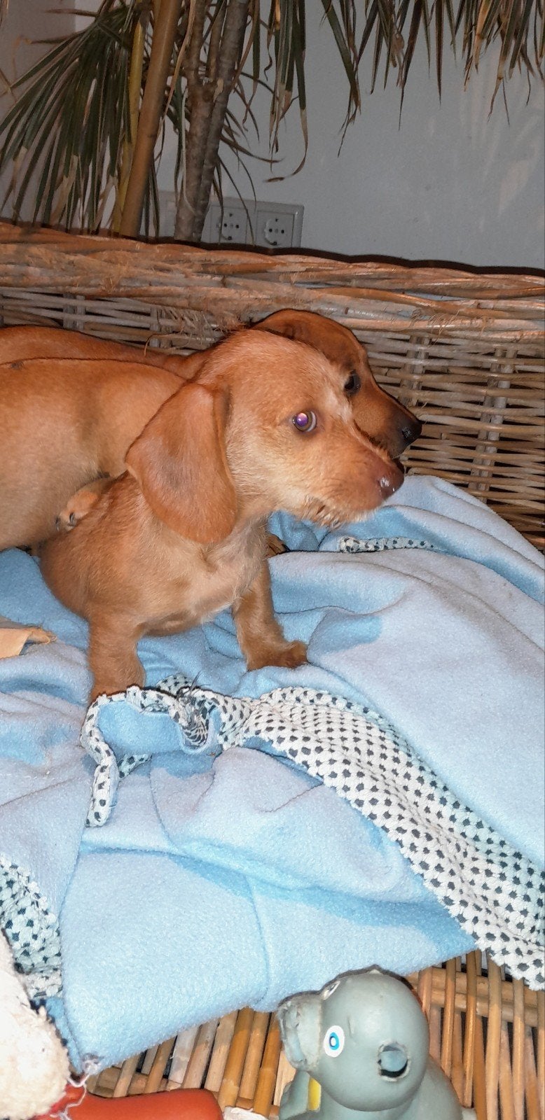 Speelse Dwerg kaninchen teckel pups., Parvo, 8 tot 15 weken, Korthaar, Dwerg