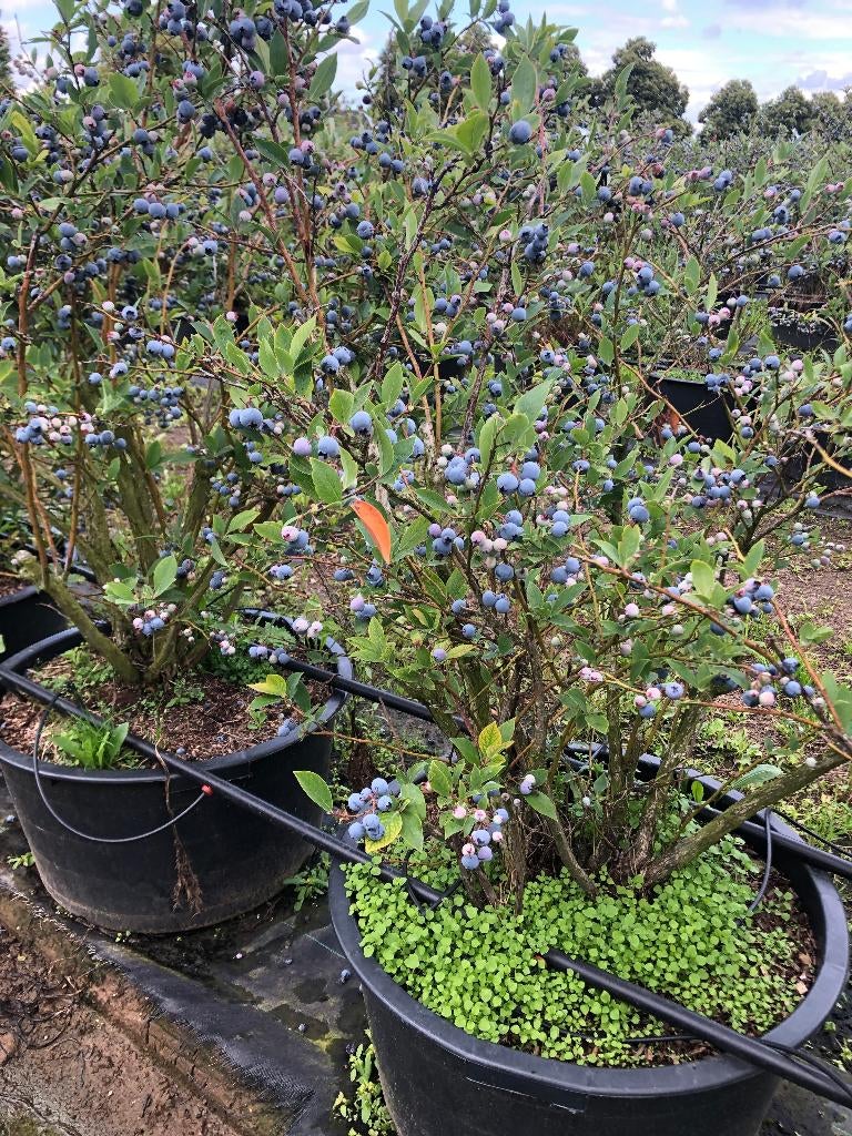tuin en terras  Blauwe Bosbes vanaf € 10, - per pot, Tuin en Terras, Planten | Fruitbomen, Ophalen, Minder dan 100 cm, Lente, Overige soorten