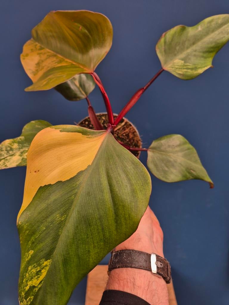 Philodendron Strawberry Shake p14 (1), Huis en Inrichting, Kamerplanten, Ophalen of Verzenden, Halfschaduw, Minder dan 100 cm