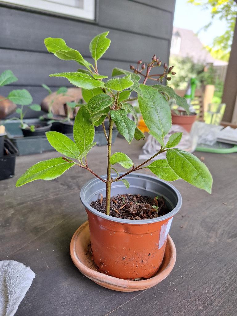 Vibernum tinus, Ophalen, Vaste plant, Overige soorten, Halfschaduw
