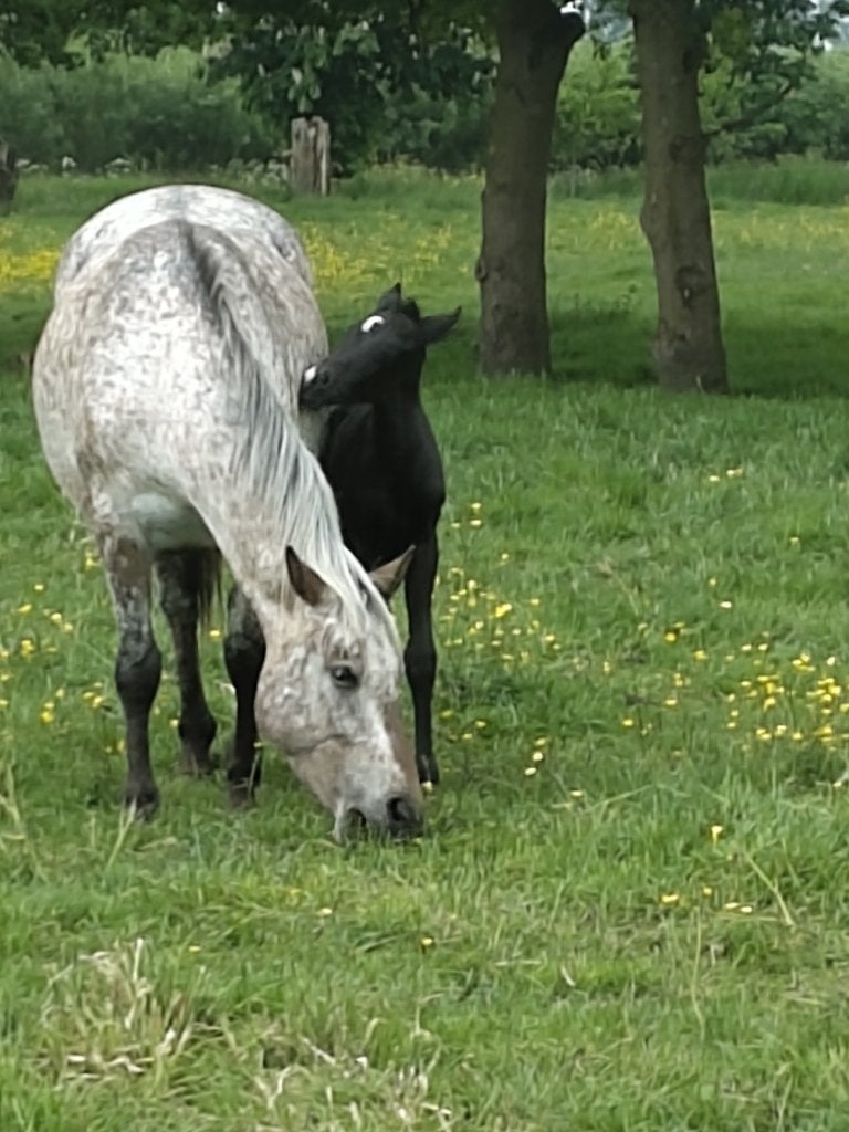 Meerdere jonge paarden te koop, Dieren en Toebehoren, Minder dan 160 cm, Niet van toepassing, Meerdere dieren, Recreatiepaard
