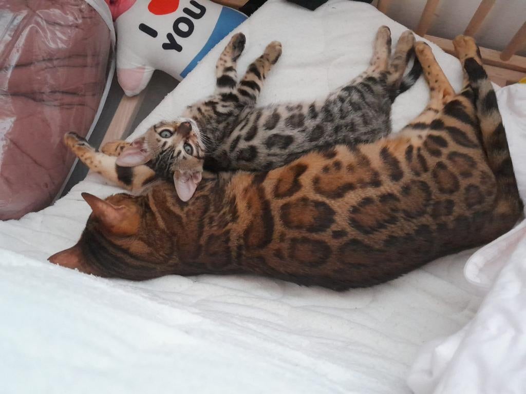1 bengaal poesje, Dieren en Toebehoren, Poes, Gechipt, 0 tot 2 jaar