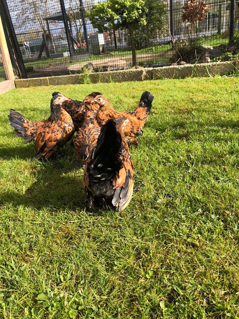 Sabelpoot kriel, Dieren en Toebehoren, Meerdere dieren, Kip