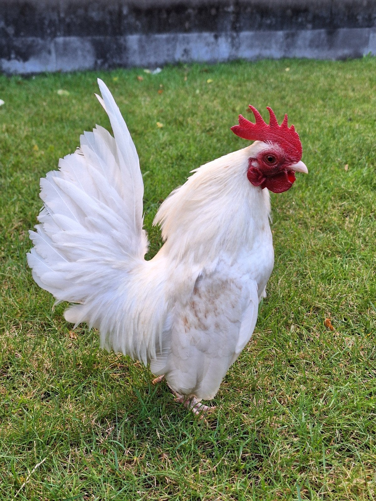 Serama haan, Dieren en Toebehoren, Mannelijk, Kip