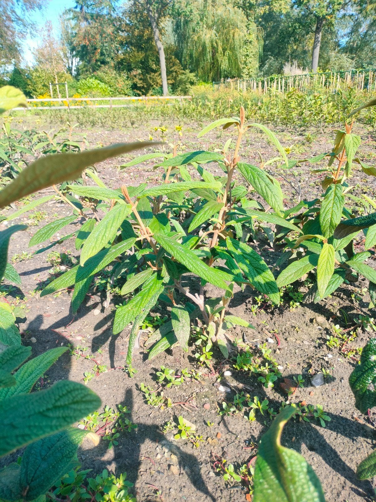 Vibernum 'Rhytidophylloides' sneeuwbal, Ophalen, Overige soorten, Struik, Minder dan 100 cm