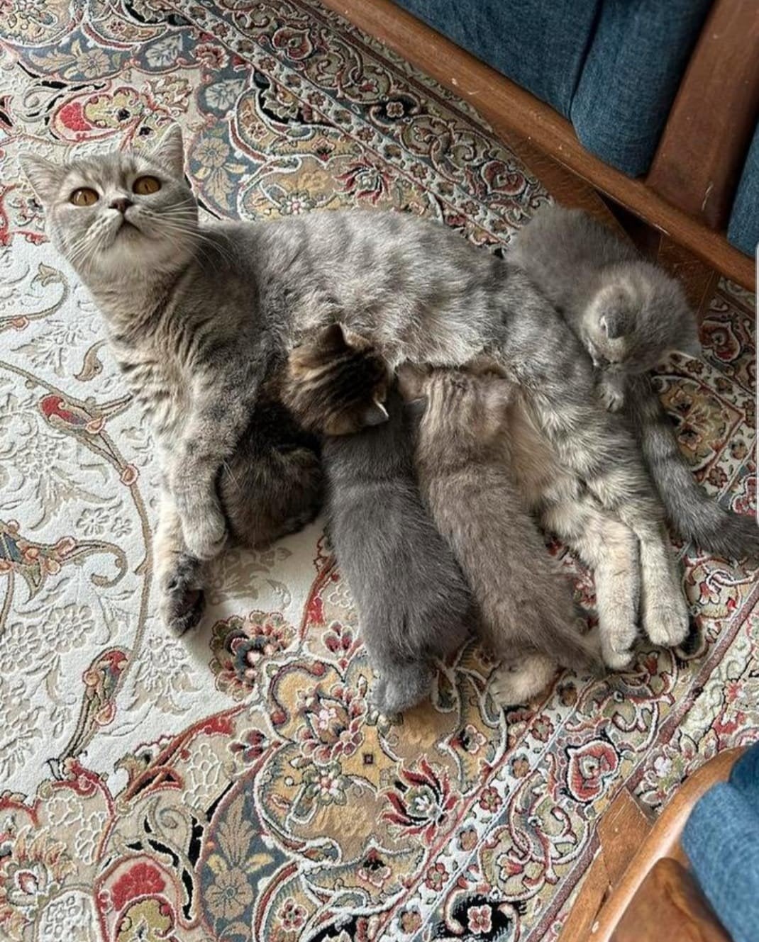 kittens van een kruising Britse, Poes, Kortharig, 0 tot 2 jaar