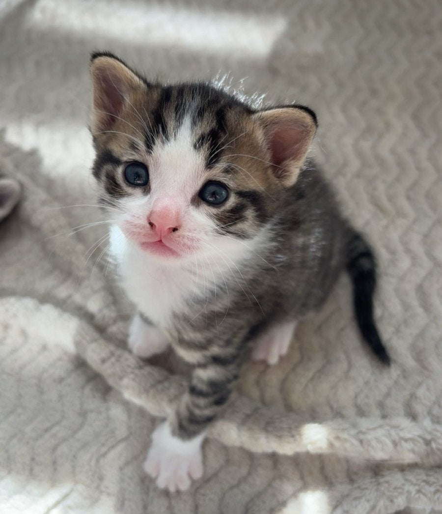 Cyperse kittens., Dieren en Toebehoren, Katten en Kittens | Overige Katten, Meerdere dieren