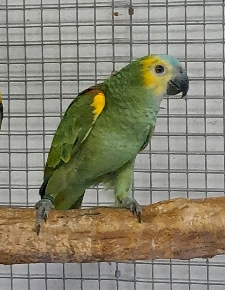 blauwvoorhoofd amazone, Vrouwelijk, Papegaai, Geringd