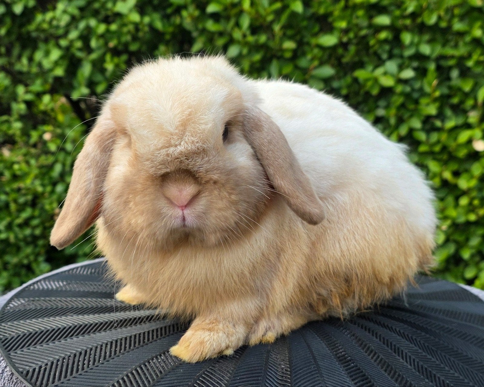 minilop ram, Dieren en Toebehoren, Mannelijk, Dwerg, Hangoor, 0 tot 2 jaar