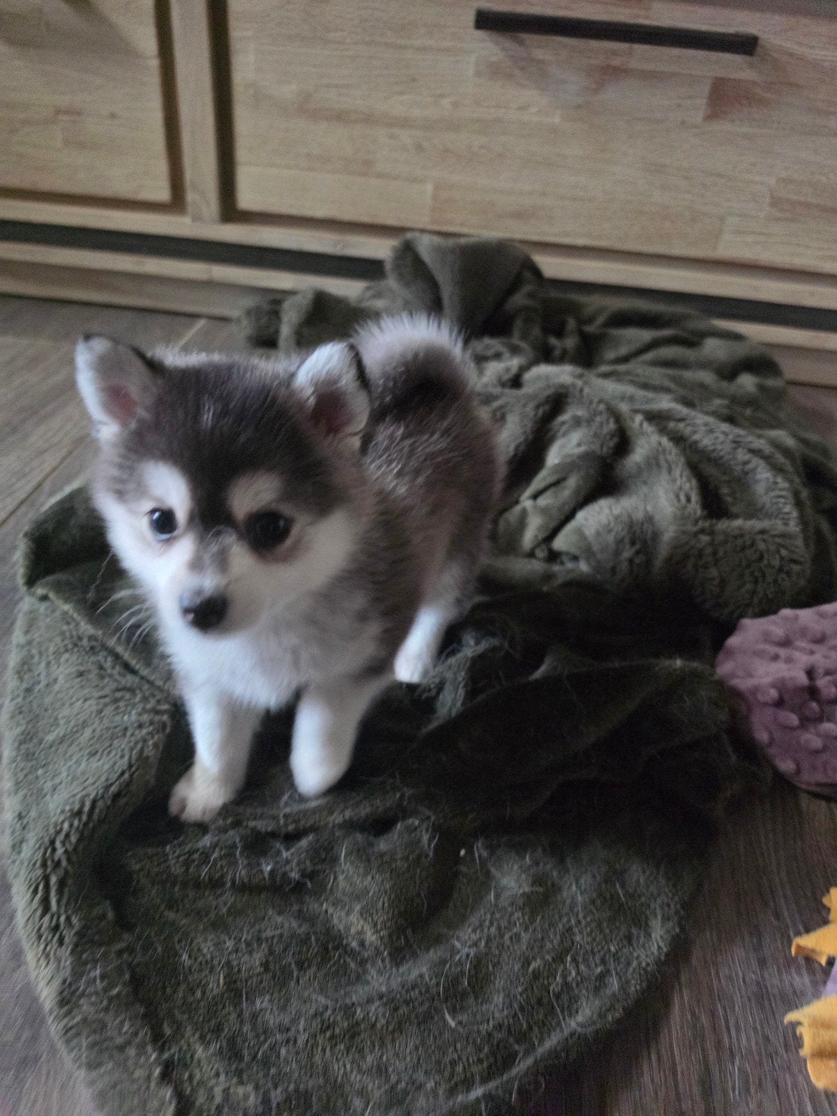 Pomsky f4, Dieren en Toebehoren, Teef, Poolhond, Meerdere, Nederland