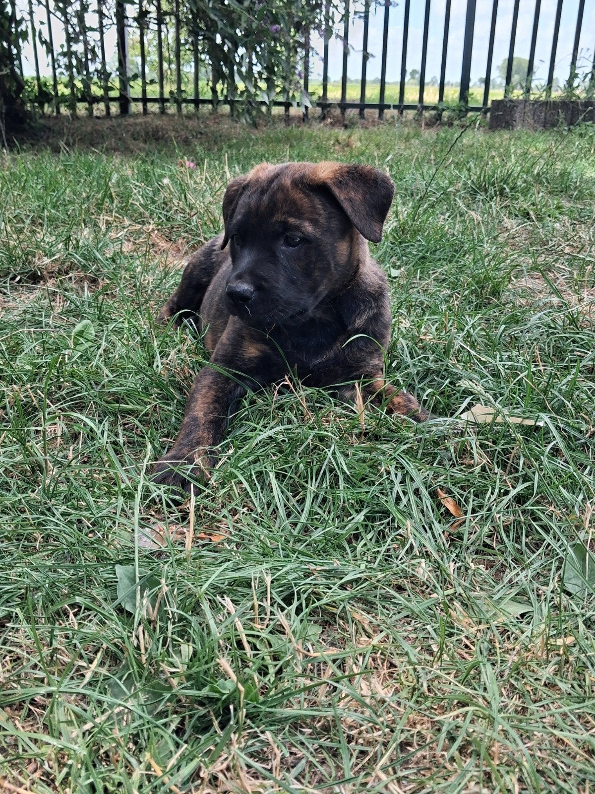 Lieve Rottweiler × Mechelse/Hollandse herder pups, Dieren en Toebehoren, 8 tot 15 weken, Meerdere, Meerdere dieren, Nederland