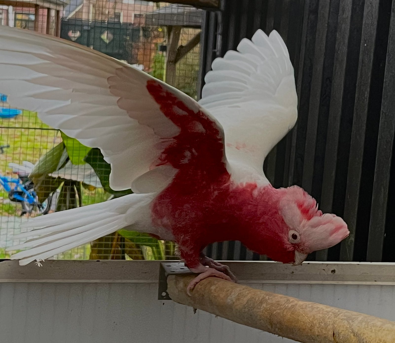 Kweekpaar rose kaketoes split lutino x lutino, Meerdere dieren, Papegaai, Geringd