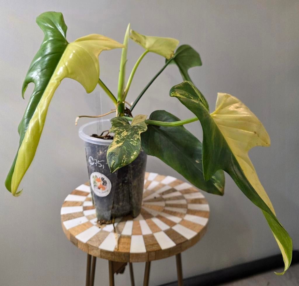 Philodendron Violin Half Moon, Huis en Inrichting, Kamerplanten, Minder dan 100 cm, Halfschaduw, Ophalen of Verzenden