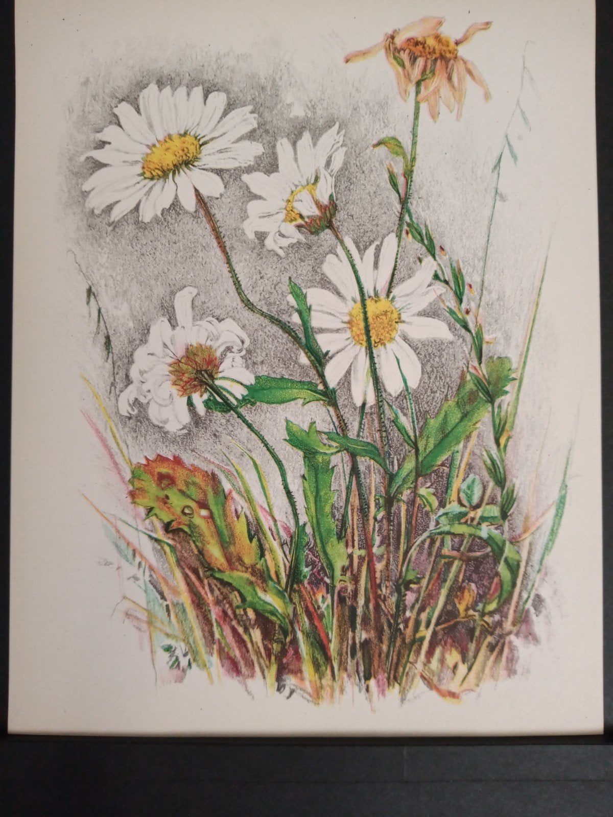 Botanische prent Margriet verder zie omschrijving getekend, Verzamelen, Natuur, Verzenden, Zo goed als nieuw, 1940 tot 1960