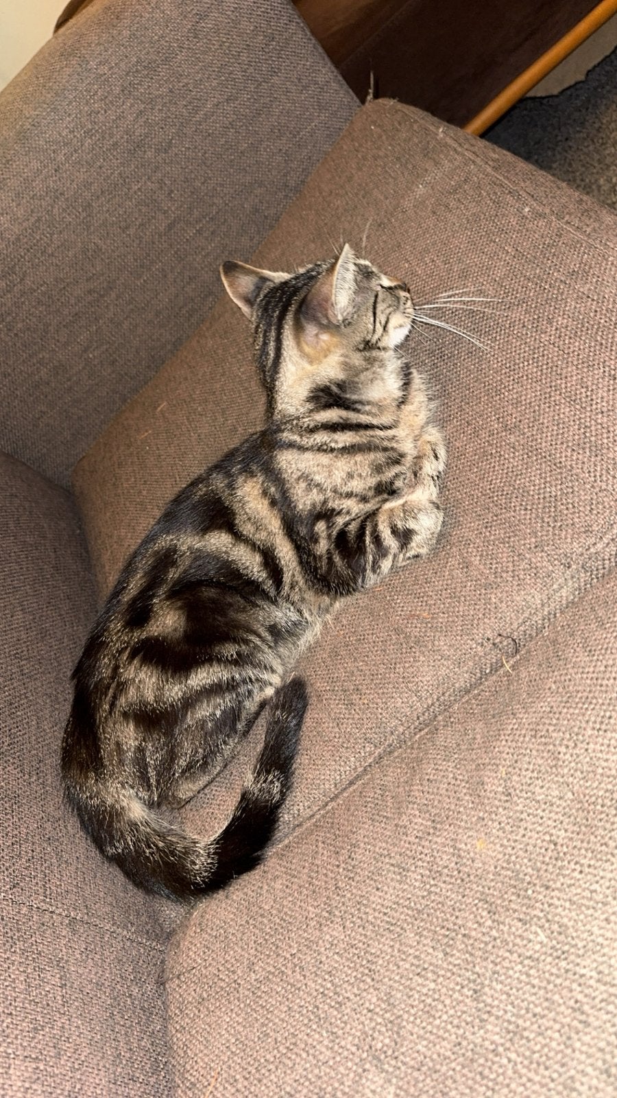 Kat/kitten, Poes, Ontwormd, 0 tot 2 jaar