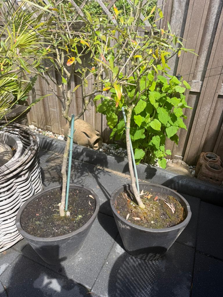 Olijfbomen met potten, Ophalen, Volle zon, Olijfboom, 100 tot 250 cm