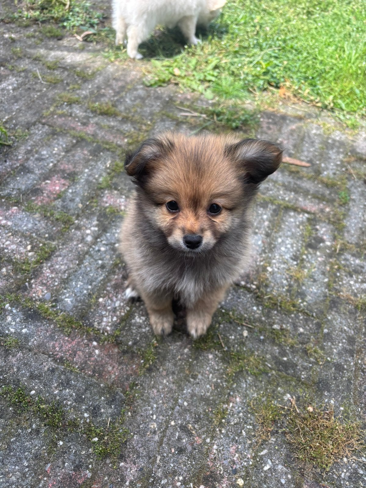 POMCHI x DWERGKEES, METEEN OPHALEN!, “pomeriaan“ pups, Parvo, 8 tot 15 weken, Meerdere, Meerdere dieren