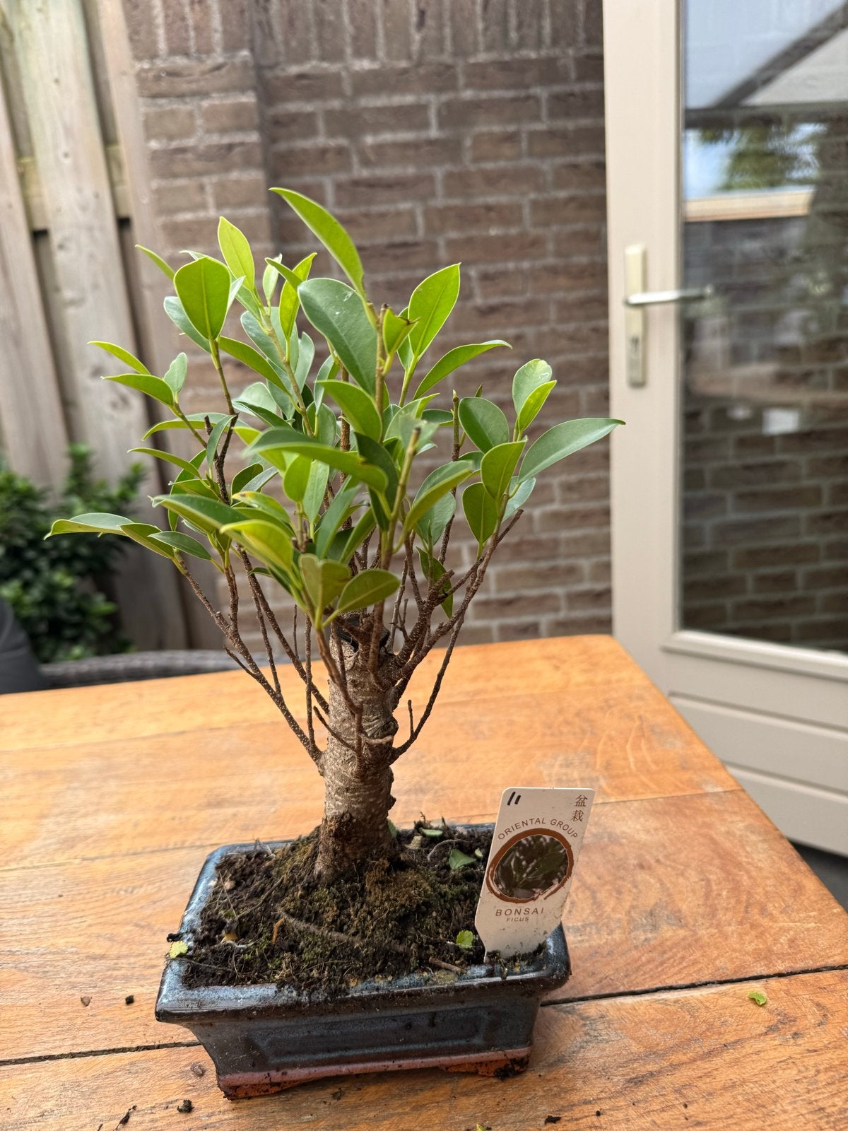 Bonsai Ficus Microcarpa, Huis en Inrichting, Kamerplanten, In pot, Minder dan 100 cm, Bonsai, Groene kamerplant
