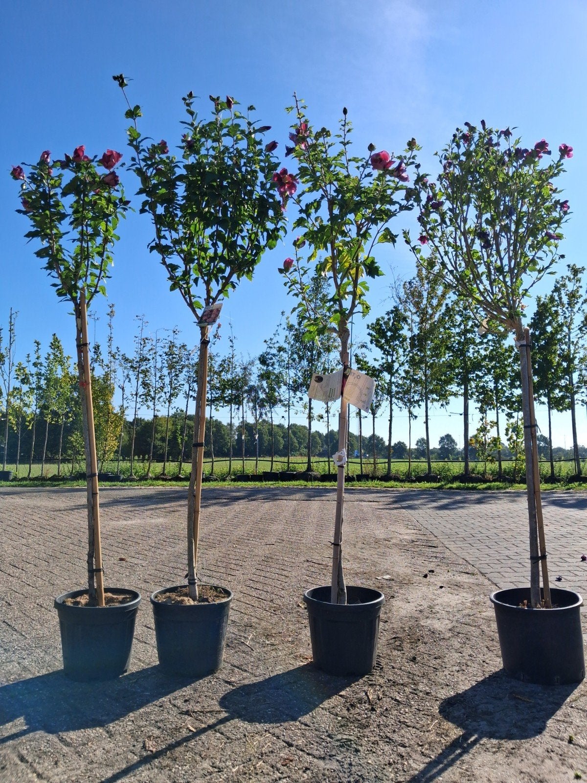 Hibiscus op stam - Diverse kleuren beschikbaar, Tuin en Terras, Planten | Bomen, Ophalen of Verzenden, 100 tot 250 cm, Zomer, Volle zon