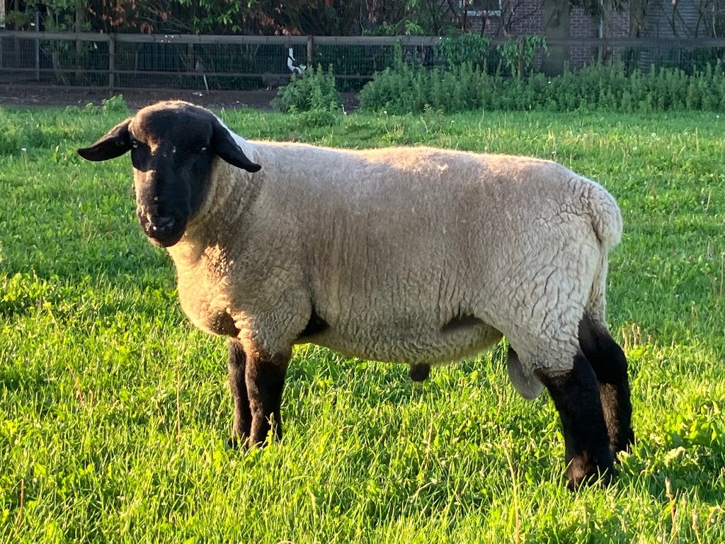 Suffolk ram, Mannelijk, Schaap