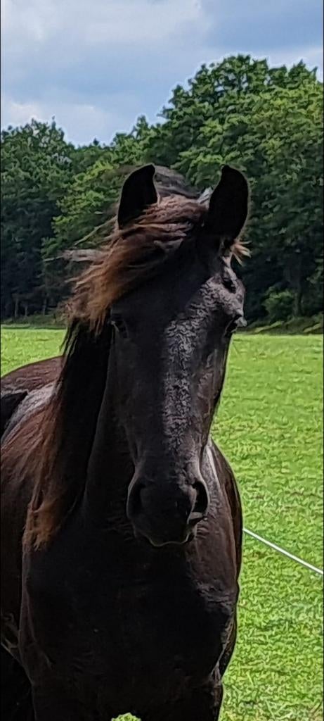 3 jarige lieve friese merrie V.Wolter 513, Merrie