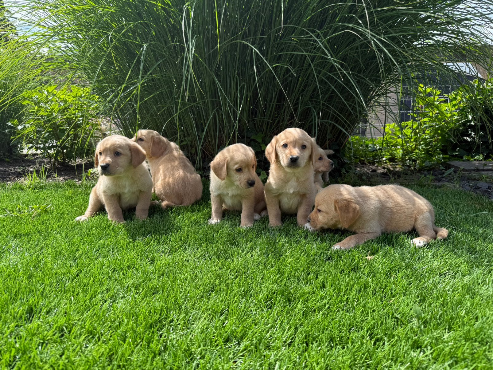 Labrador x Nova scotia duck tolling retriever, Nederland, Parvo, 8 tot 15 weken, Labrador retriever