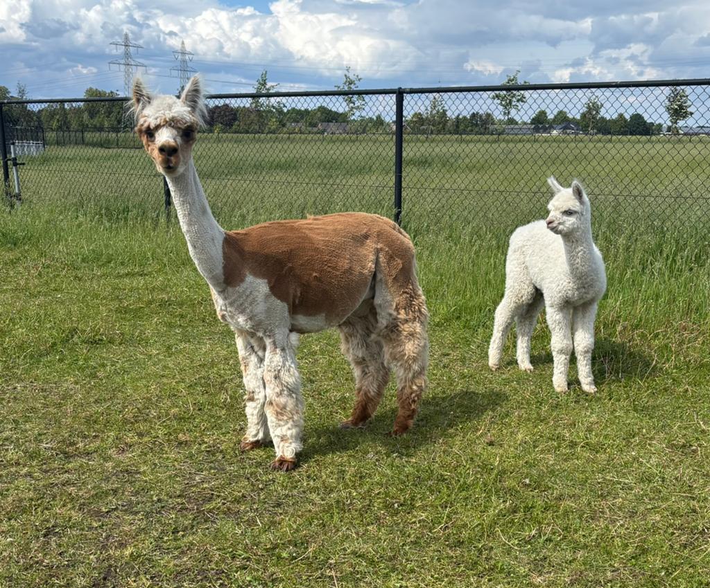 Alpaca merrie met hengstveulen, Juni, Meerdere dieren