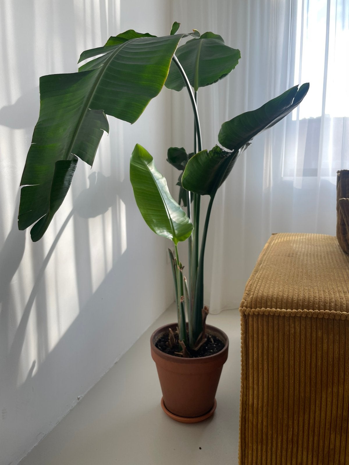 Kamerplanten (allerlei!), Huis en Inrichting, Kamerplanten, Ophalen, Halfschaduw, Minder dan 100 cm