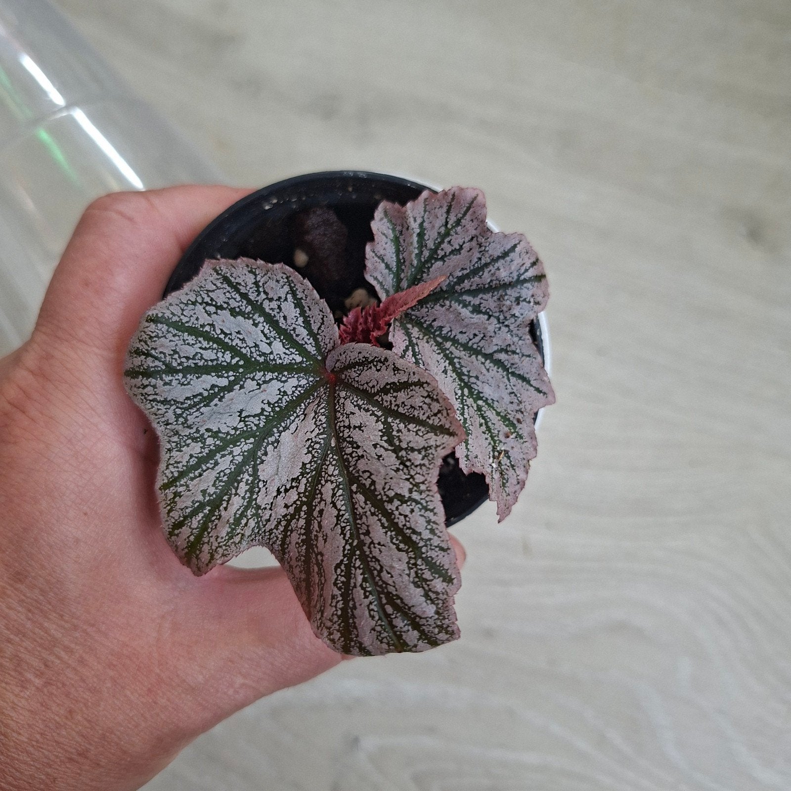 Begonia Pink Minx plant, Ophalen of Verzenden, Halfschaduw, Minder dan 100 cm