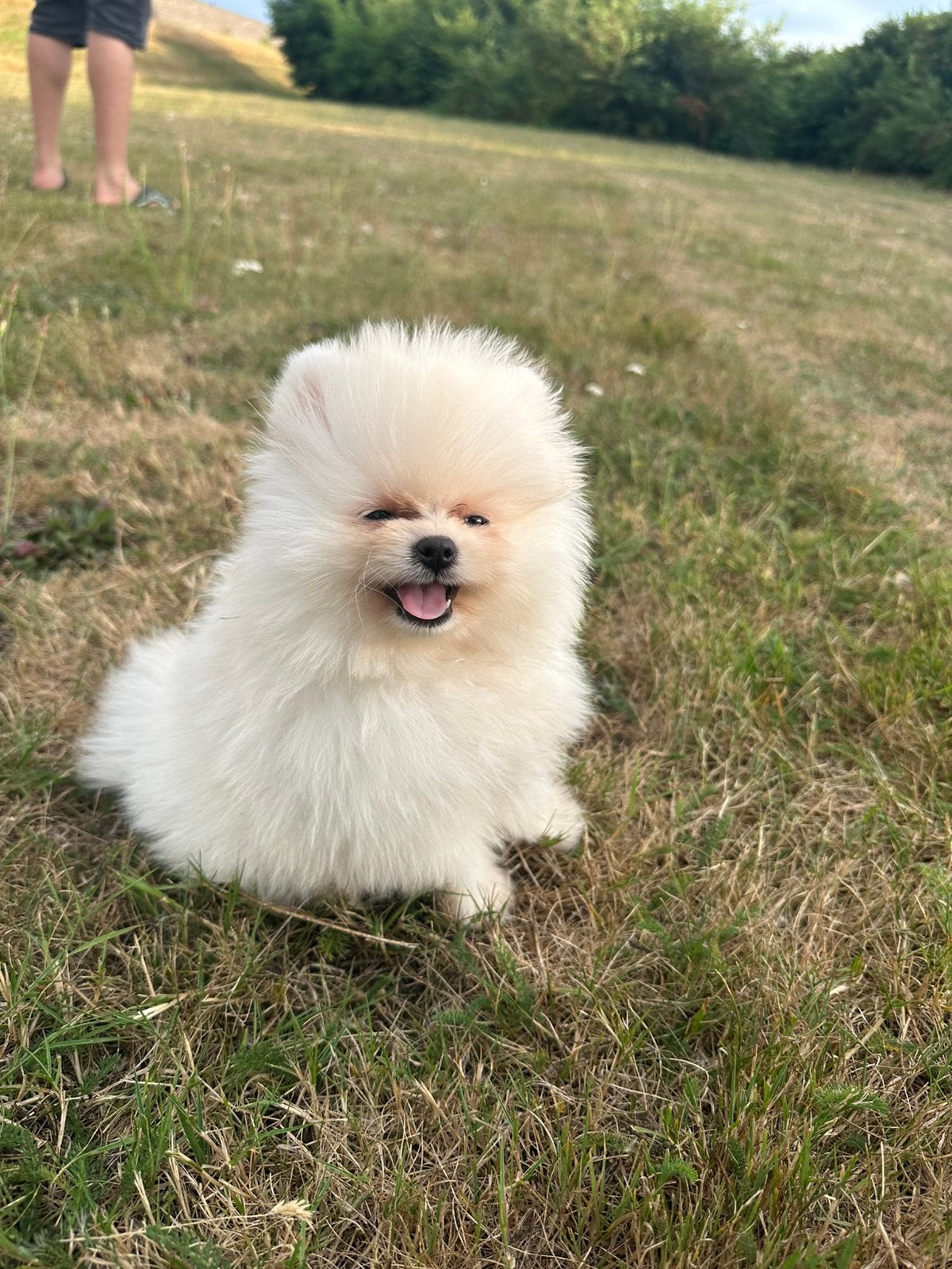 Pomeriaan puppy, Particulier, Rabiës (hondsdolheid), 15 weken tot 1 jaar, Buitenland