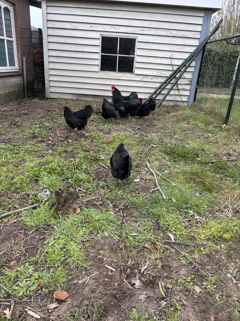 Hele mooie australorps te koop, Dieren en Toebehoren, Pluimvee, Vrouwelijk, Kip