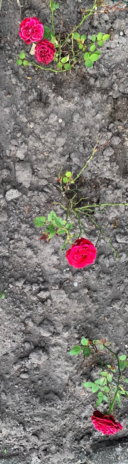 Rozen 3 stuks, Ophalen of Verzenden, Overige soorten, Struik, Minder dan 100 cm
