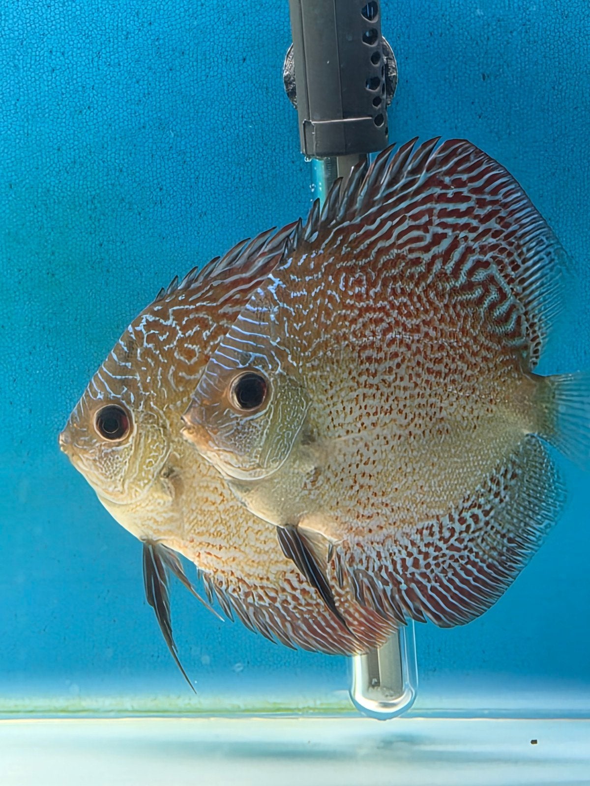 snakeskin discus, Dieren en Toebehoren, Vis