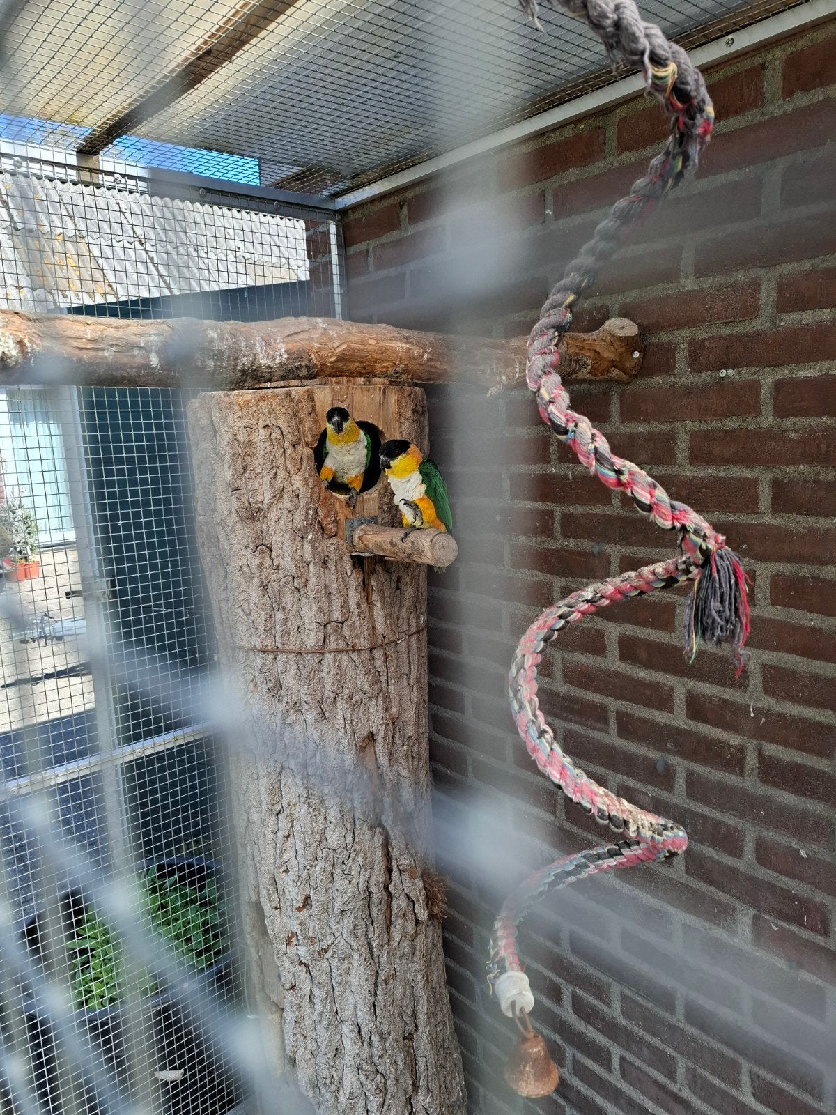 Koppel zwartkop caique.s, Dieren en Toebehoren, Vogels | Parkieten en Papegaaien
