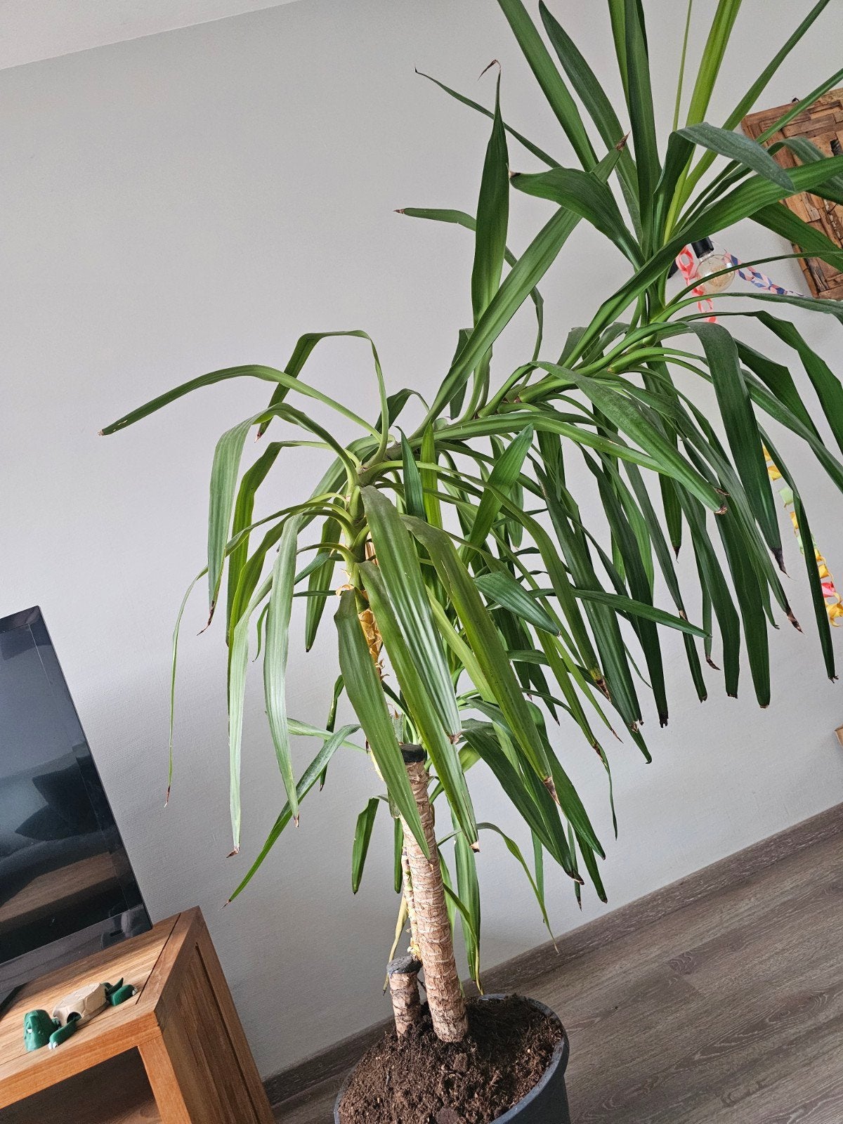 Yucca elephantipes - Grote kamerplant 175cm, Ophalen, Halfschaduw, 150 tot 200 cm