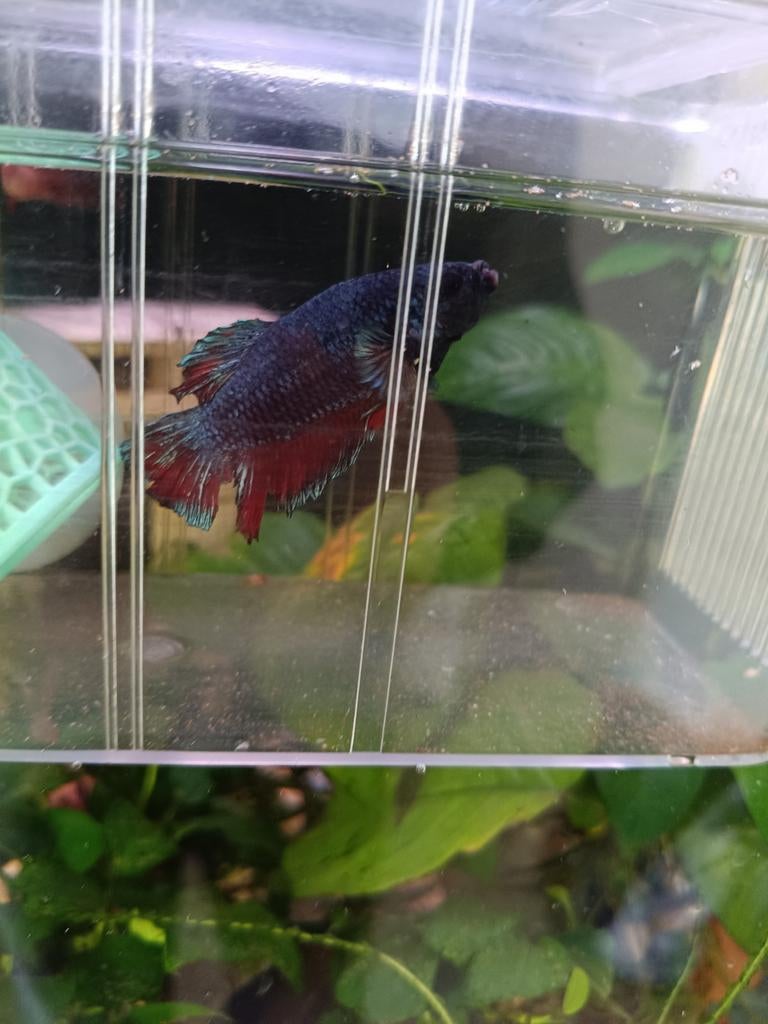 Betta man, Ophalen of Verzenden